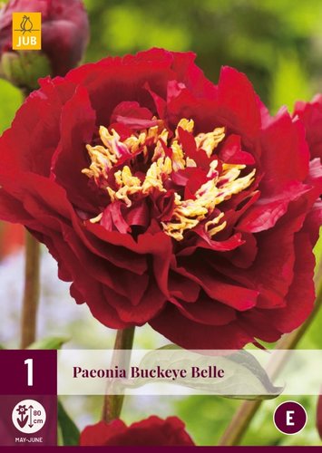 JUB Holland Paeonia Buckeye Belle