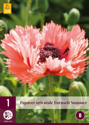 JUB Holland Papaver Orientale Fornsett Summer