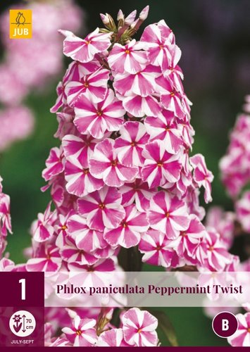 JUB Holland Phlox Paniculata Peppermint Twist