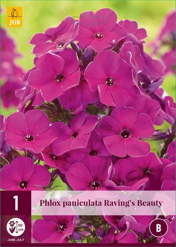 JUB Holland Phlox Paniculata Raving's Beauty