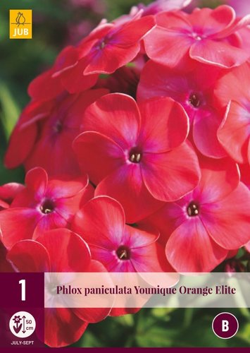JUB Holland Phlox Paniculata Younique Orange Elite