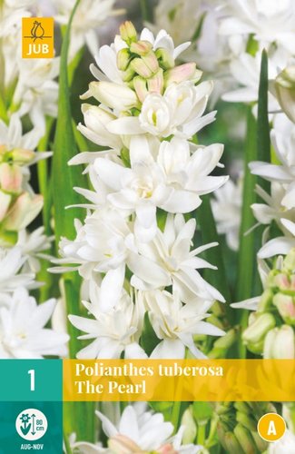 JUB Holland Polianthes Tuberosa The Pearl