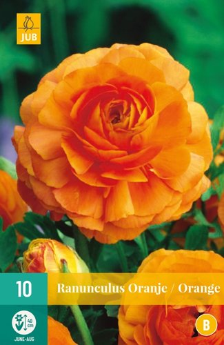 JUB Holland Ranunculus Oranje