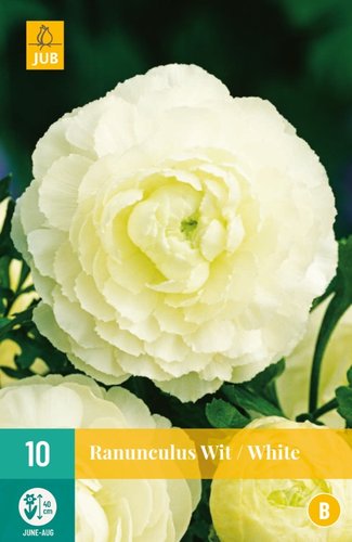 JUB Holland Ranunculus Wit