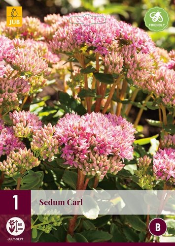 JUB Holland Sedum Carl