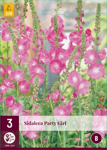 JUB Holland Sidalcea Party Girl