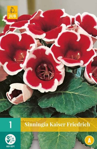 JUB Holland Sinningia Kaiser Friedrich