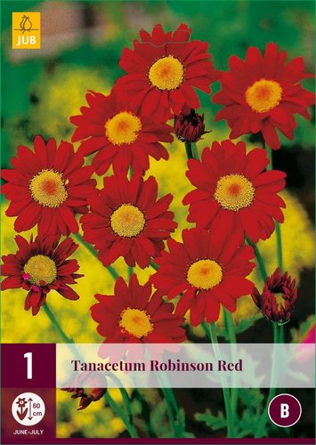 JUB Holland Tanacetum Robinson Red