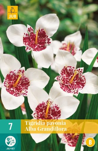JUB Holland Tigridia Pavonia Alba Grandiflora