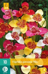 JUB Holland Tigridia Pavonia Mix