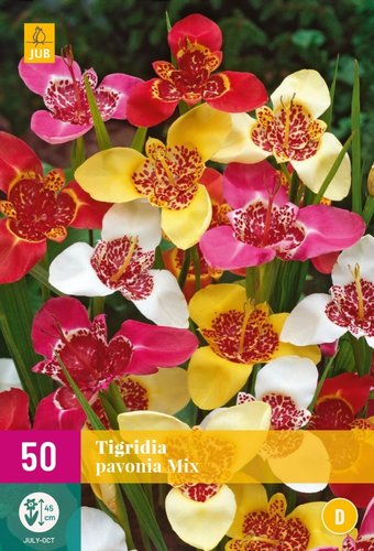 JUB Holland Tigridia Pavonia Mix