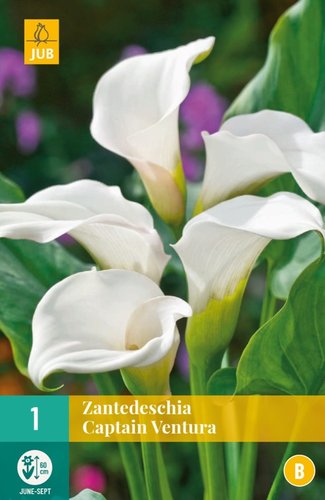 JUB Holland Zantedeschia Captain Ventura