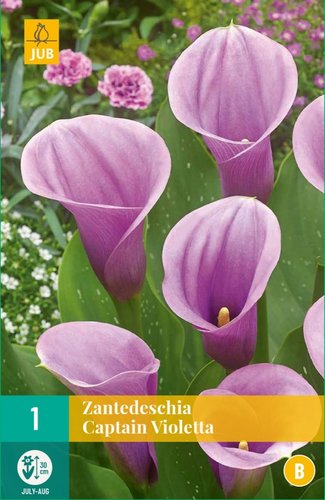 JUB Holland Zantedeschia Captain Violetta