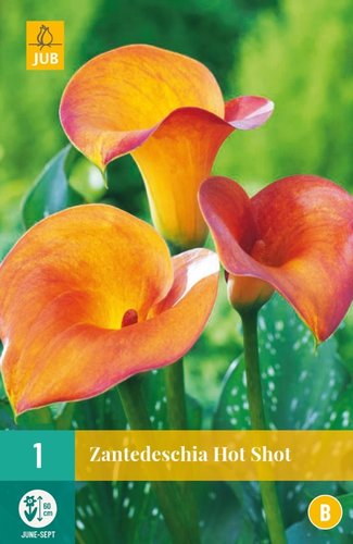 JUB Holland Zantedeschia Hot Shot