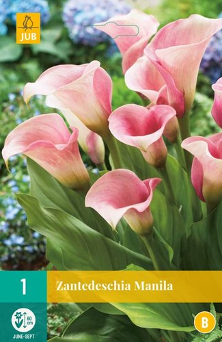 JUB Holland Zantedeschia Manila