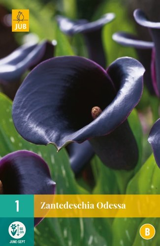 JUB Holland Zantedeschia Odessa