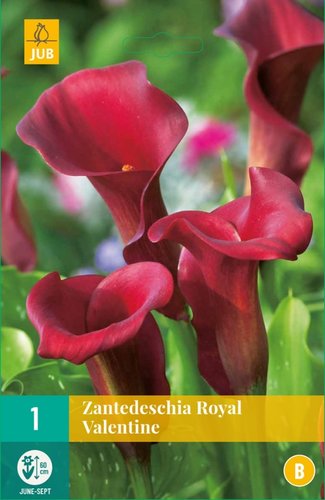 JUB Holland Zantedeschia Royal Valentine