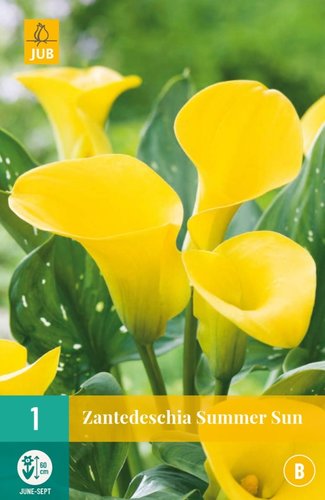 JUB Holland Zantedeschia Summer Sun