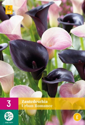 JUB Holland Zantedeschia Urban Romance
