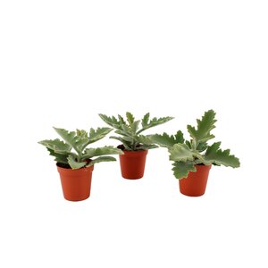 Kalanchoe Beharensis, in 5.5cm-pot - afbeelding 1