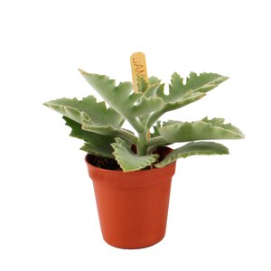 Kalanchoe Beharensis, in 5.5cm-pot - afbeelding 2
