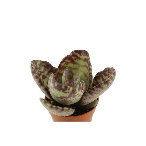 Kalanchoe Humilis, in 5.5cm-pot