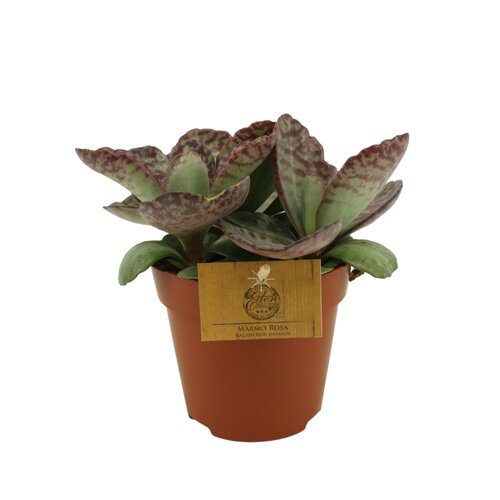 Kalanchoe Humilis Marmo Rosa, in 10.5cm-pot