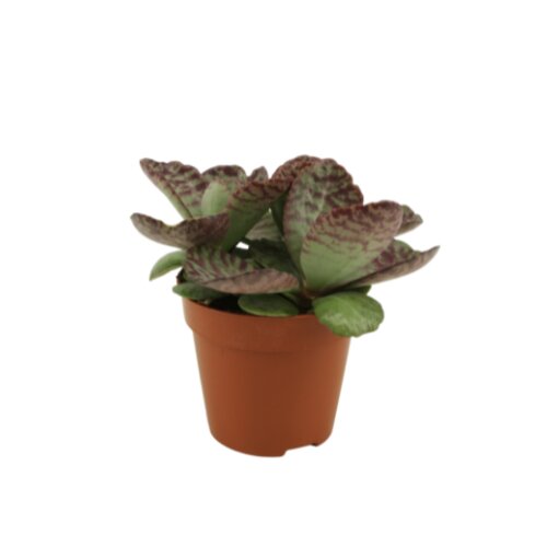 Kalanchoe Humilis Marmo Rosa, in 12cm-pot