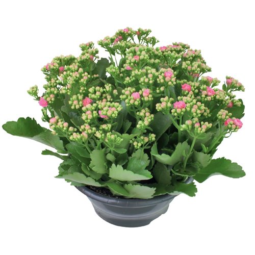 Kalanchoë, in 23cm-schaal