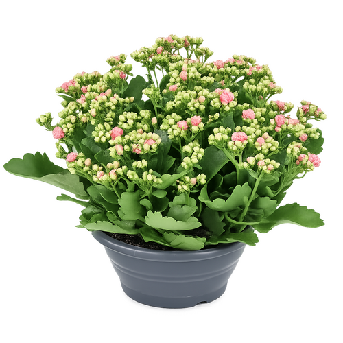 Kalanchoë, in 23cm-schaal