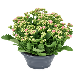 Kalanchoë, in 23cm-schaal