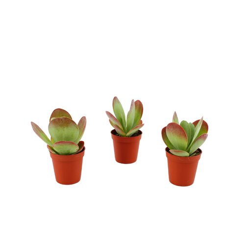 Kalanchoe Thysiflora, in 5.5cm-pot