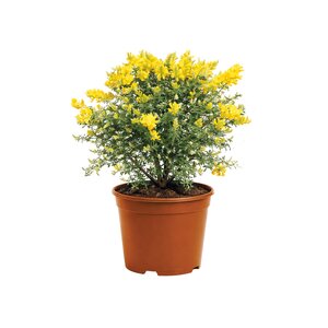 Kamerbrem, in 17cm-pot