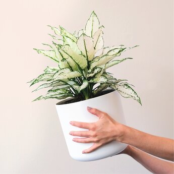 Kamerplanten