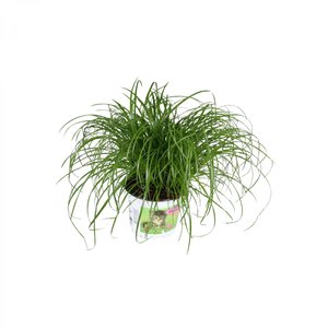 Kattengras (Cyperus zumula)