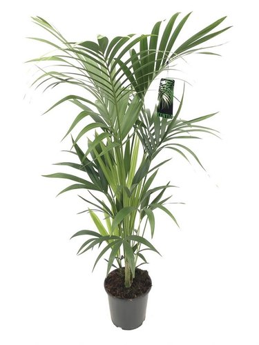 Kentiapalm, in 24cm-pot 120cm hoog