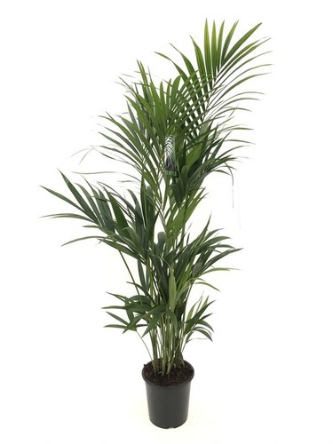 Kentiapalm, in 27cm-pot 170cm hoog