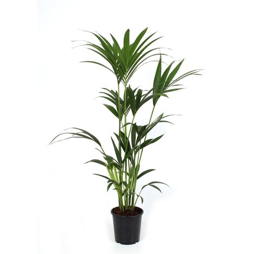 Kentiapalm, in 19cm-pot 80cm hoog