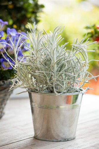 Kerrieplant, in 14cm-pot - afbeelding 5