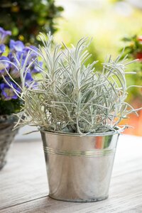 Kerrieplant, in 14cm-pot - afbeelding 5