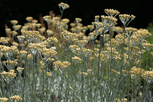 Kerrieplant, in 14cm-pot - afbeelding 1