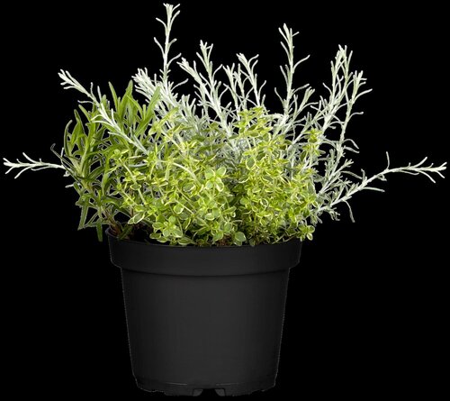 Kerrieplant, in 14cm-pot - afbeelding 3
