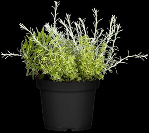 Kerrieplant, in 14cm-pot - afbeelding 3