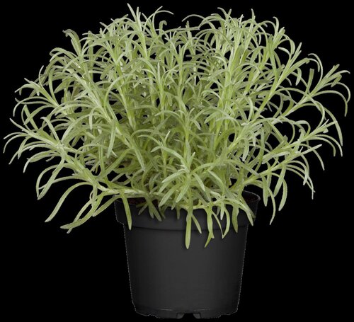 Kerrieplant, in 14cm-pot - afbeelding 4