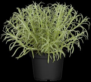 Kerrieplant, in 14cm-pot - afbeelding 4