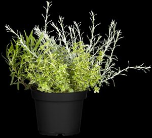 Kerrieplant, in 14cm-pot - afbeelding 2