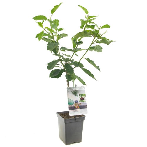 Kersenboom (Prunus avium Hedelfinger Patio), in pot