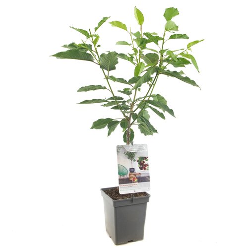 Kersenboom (Prunus avium Kordia Patio), in pot