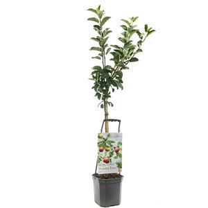 Kersenboom (Prunus avium Stella leivorm), in pot