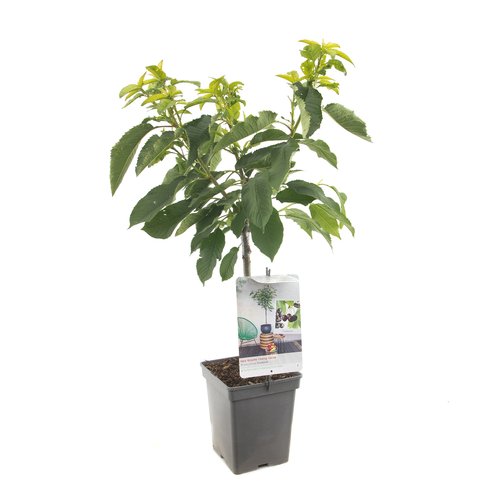 Kersenboom (Prunus avium Sunburst Patio), in pot